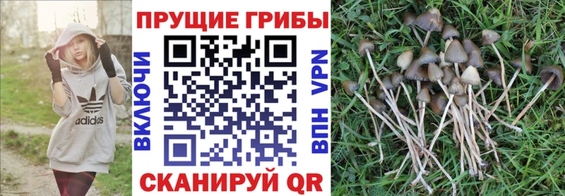 Псилоцибиновые грибы GOLDEN TEACHER Купить где Белая Холуница